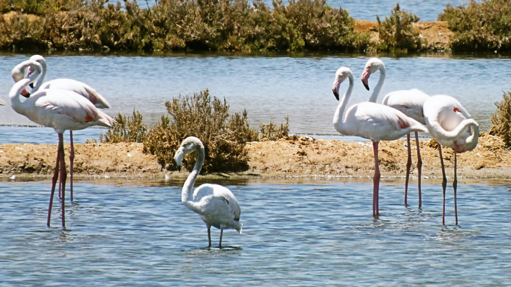 um grupo de flamingos a na agua