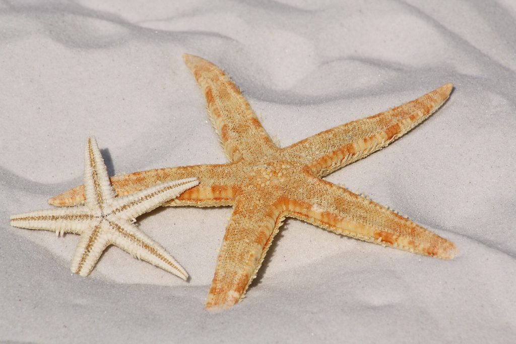 duas estrelas do mar na areia